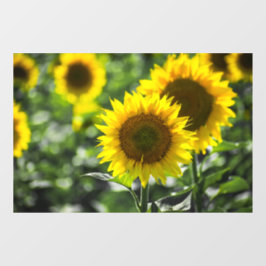 Vinilos Para Cristales Adhesivo para ventana - Girasoles en flor
