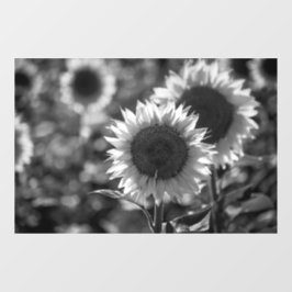 Vinilos Para Cristales Adhesivo para ventana - Girasoles monocromos