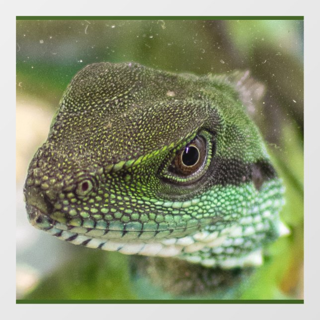 Vinilos Para Cristales Agama, lagarto (Hoja)