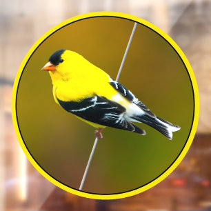 Vinilos Para Cristales American Goldfinch - Fotografía original