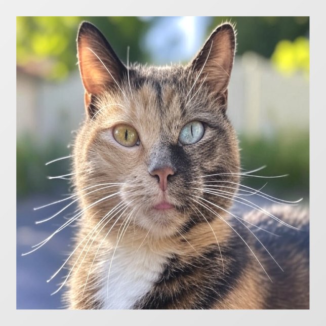 Vinilos Para Cristales Añadir Personalizar de fotos de gato (Hoja)