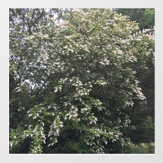 Vinilos Para Cristales Árbol