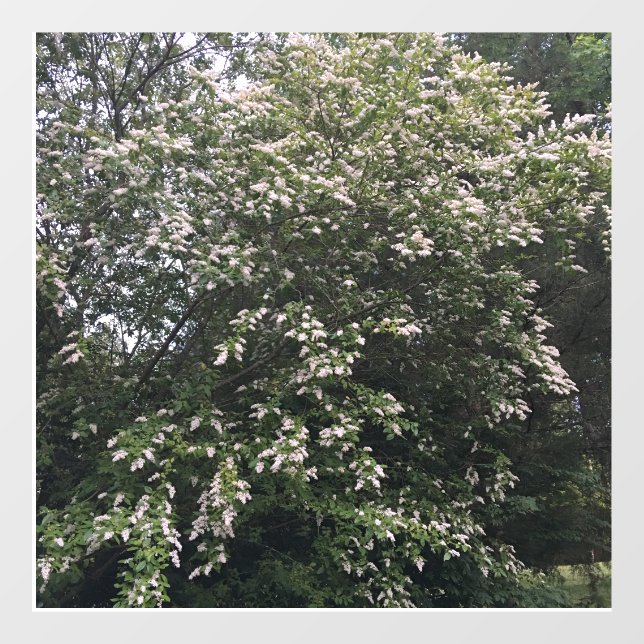 Vinilos Para Cristales Árbol (Hoja)