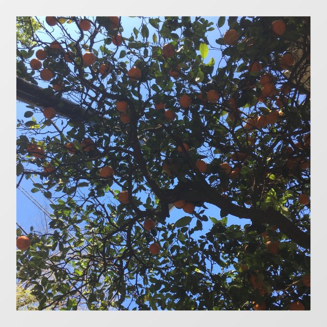 Vinilos Para Cristales Árboles naranjas de Buenos Aires arboles naranjos (Hoja)