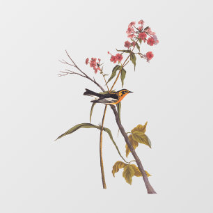 Vinilos Para Cristales Arte de pájaro del pájaro del pájaro negro