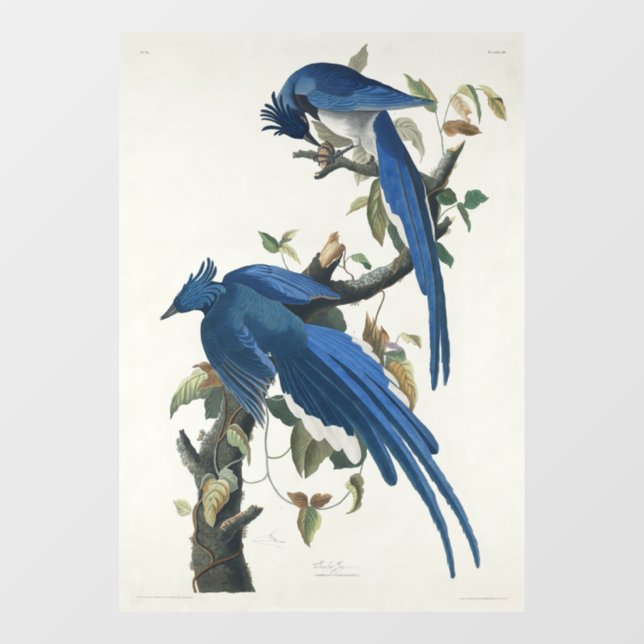 Vinilos Para Cristales Audubon Columbia Jay Black Thropie Magpie Jay (Hoja)