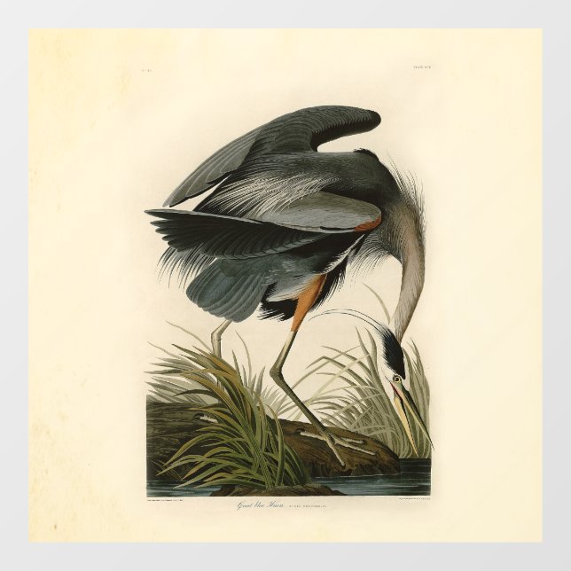 Vinilos Para Cristales Audubon Great Blue Heron Marsh Bird (Hoja)