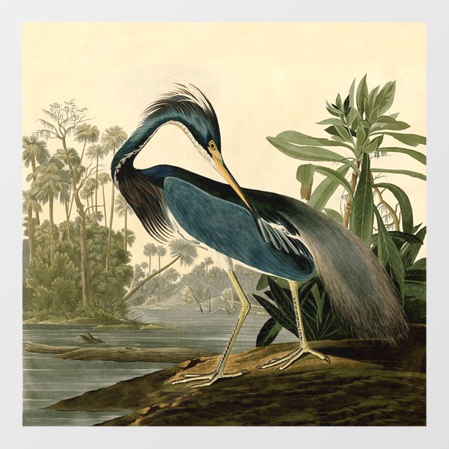 Vinilos Para Cristales Audubon Louisiana Heron Birds America Art (Hoja)