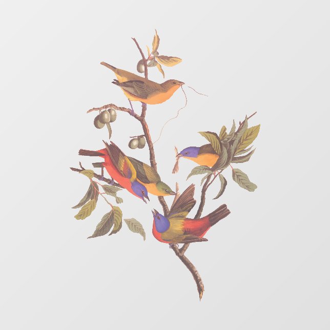 Vinilos Para Cristales Audubon Painted Bunting Birds is Wild Plum Tree (Hoja)