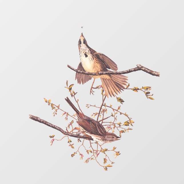 Vinilos Para Cristales Audubon Song Sparrow con la araña pequeña (Hoja)