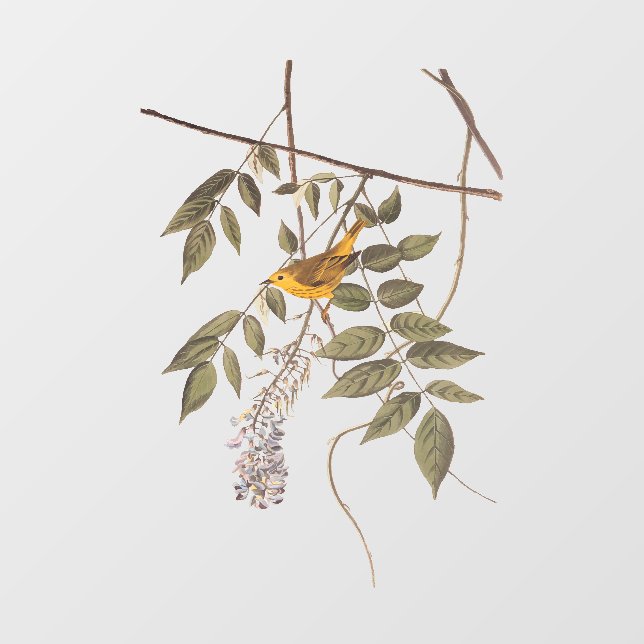 Vinilos Para Cristales Ave Audubon de la Warbler amarilla con ojos azules (Hoja)