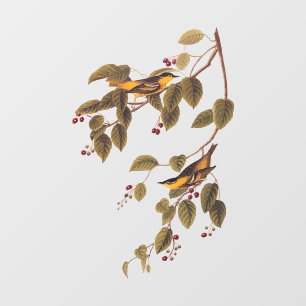 Vinilos Para Cristales Ave Audubon de la Warbler Carbonada