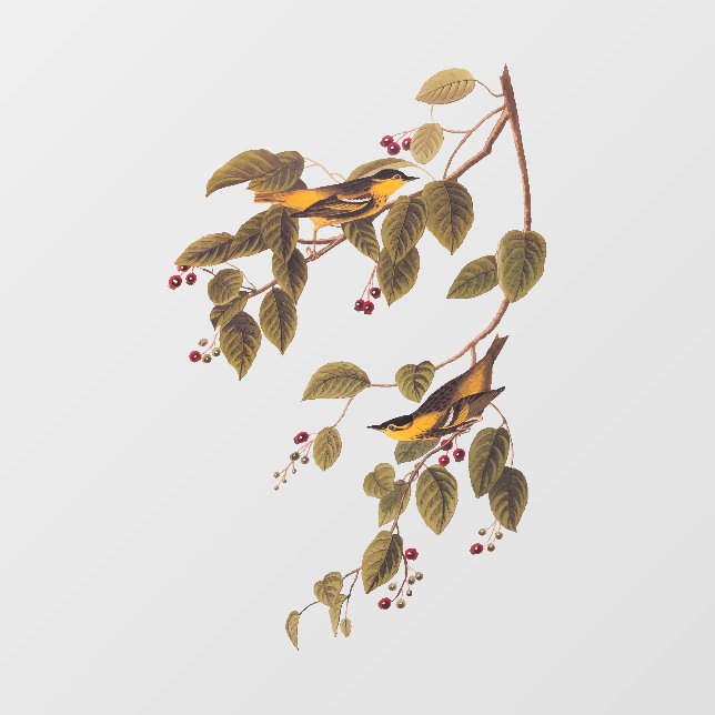 Vinilos Para Cristales Ave Audubon de la Warbler Carbonada (Hoja)