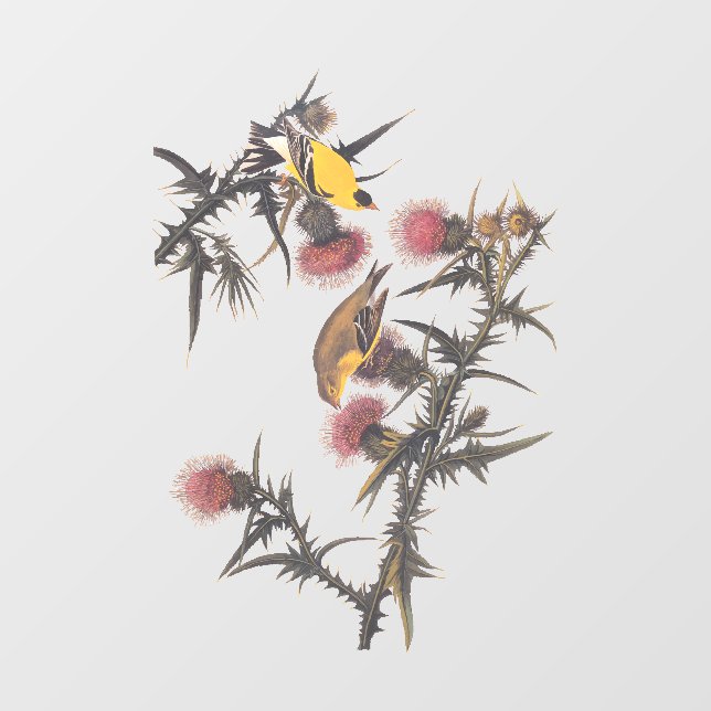 Vinilos Para Cristales Aves Audubon estadounidenses de Goldfinch (Hoja)