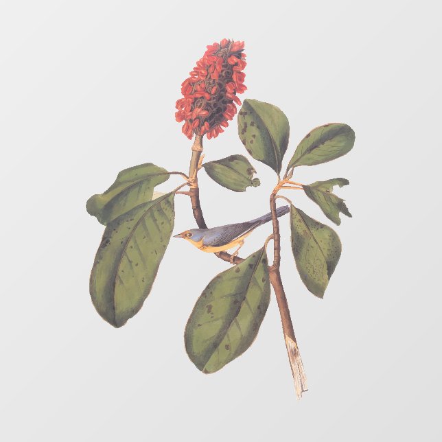 Vinilos Para Cristales Bonaparte Flycatcher Canada Warbler Audubon Bird (Hoja)