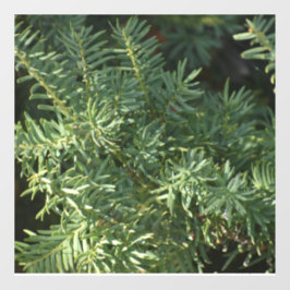 Vinilos Para Cristales Bosque de Pino