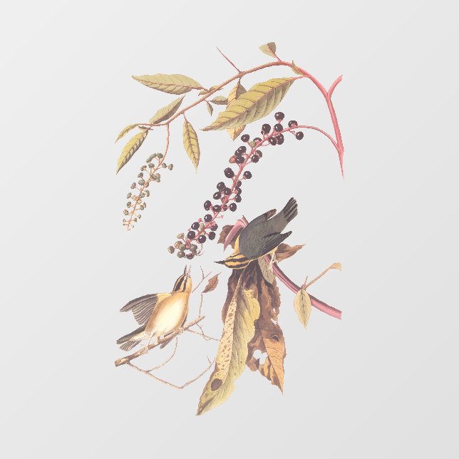 Vinilos Para Cristales Cangrejo de Warbler Audubon (Hoja)