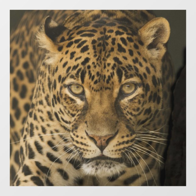 VINILOS PARA CRISTALES CLIC DE VENTANA DE VIDRIO LEOPARDE (Hoja)