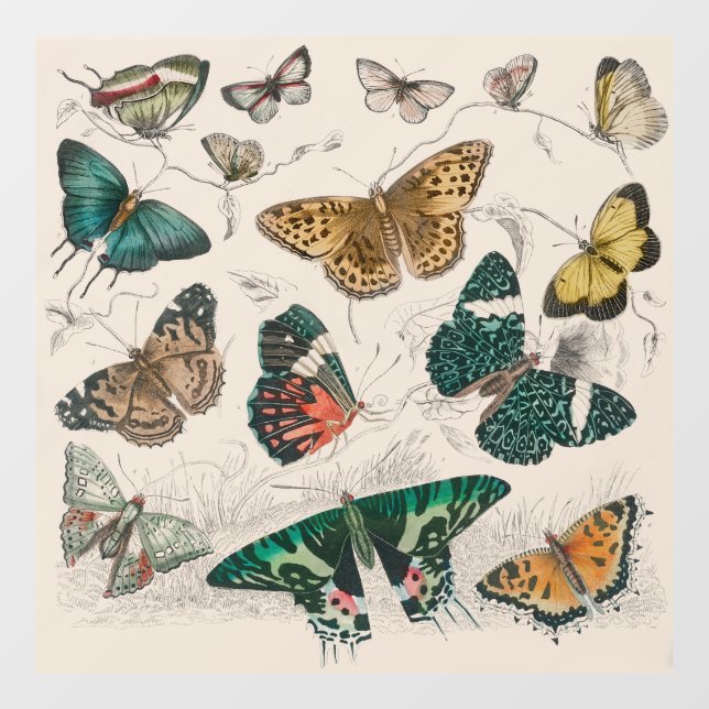 Vinilos Para Cristales Colección de mariposa Mariposas antiguas (Hoja)