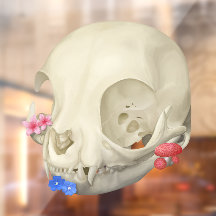 Cráneo de Gato con Flora