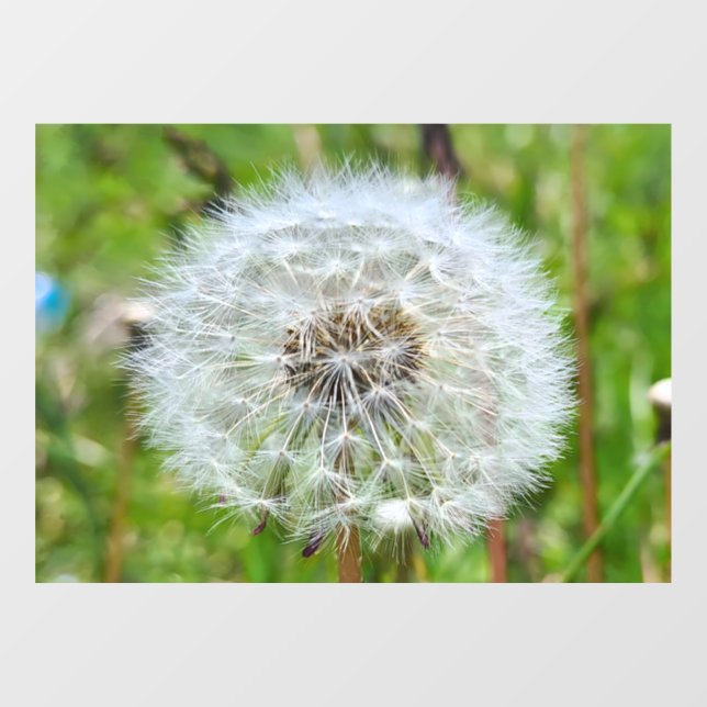 Vinilos Para Cristales Diente de León Perfecto – Fotografía Macro Botánic (Hoja)