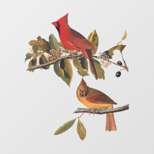 Vinilos Para Cristales El cardenal Grosbeak Aves Audubon de América