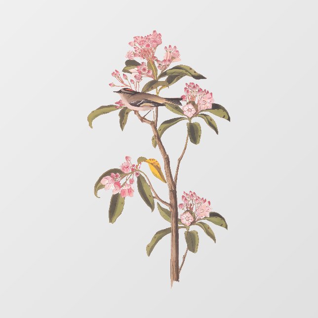 Vinilos Para Cristales El pájaro del canto de Audubon en el Calico Rosa (Hoja)