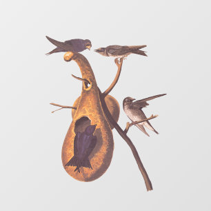 Vinilos Para Cristales Familia Pájaro Morple Martin Audubon y hogar Gourd