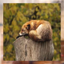 Foto de zorro dormido