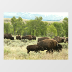 Vinilos Para Cristales Fotografía de animales de la naturaleza de Wyoming