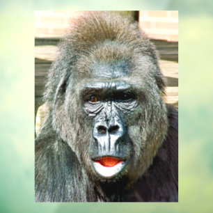 VINILOS PARA CRISTALES FUNNY CUTE GORILLA