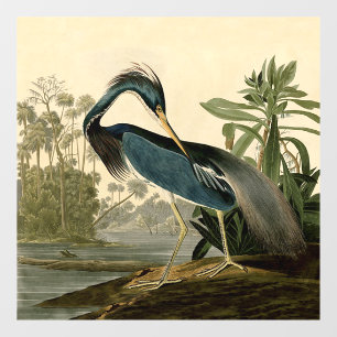 Vinilos Para Cristales Garzas de Louisiana de Audubon Pájaros América Art