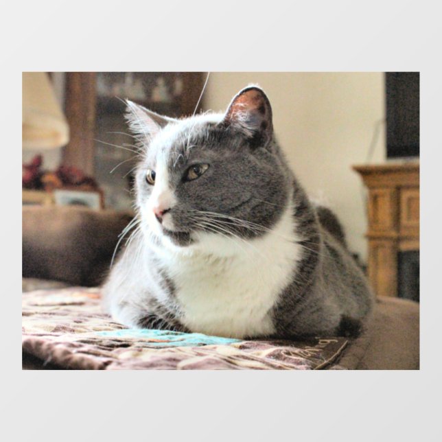 Vinilos Para Cristales Gato (Hoja)