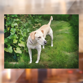 Vinilos Para Cristales Hermosa ventana de leopardo de Catahoula