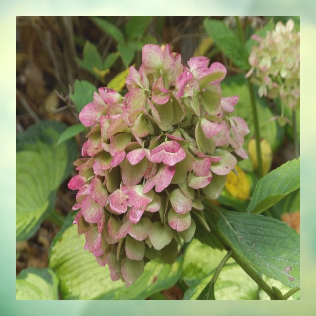 Vinilos Para Cristales Hidrangea de otoño con hojas de Hosta dorada (Hoja 3)
