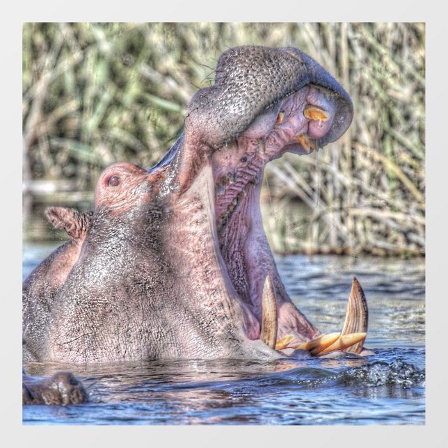 Vinilos Para Cristales hipopótamo pintado (Hoja)