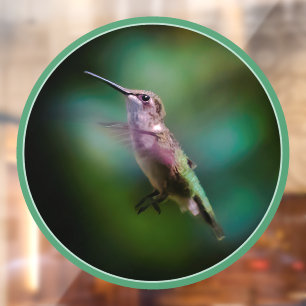Vinilos Para Cristales Hummingbird - Fotografía original