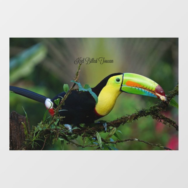 Vinilos Para Cristales Keel Billed Toucan (Hoja)