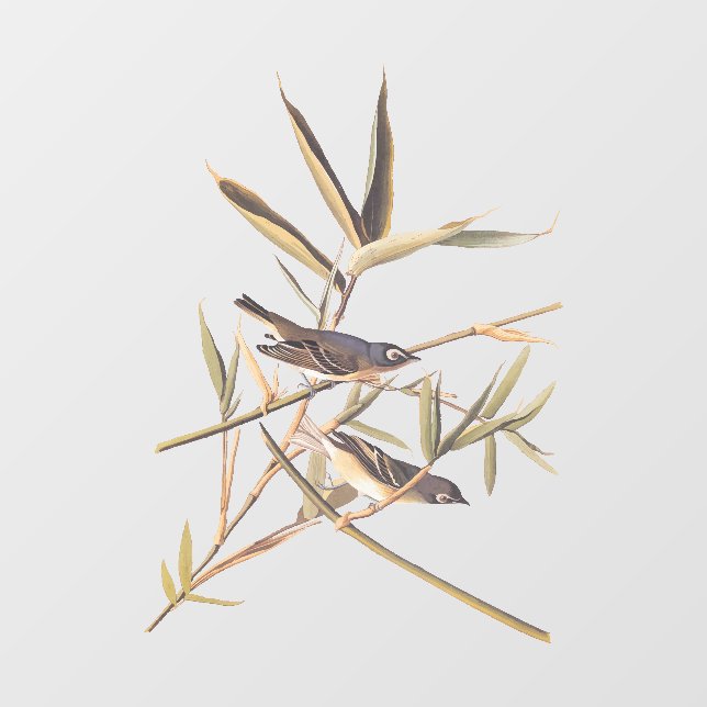 Vinilos Para Cristales Las aves solitarias del Vireo Flycatcher de Audubo (Hoja)