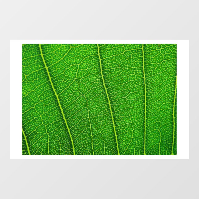 Vinilos Para Cristales Leaf de árbol verde (Hoja)