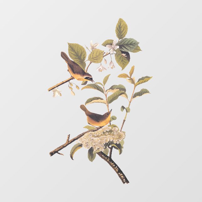 Vinilos Para Cristales Maryland Yellowneck Aves Audubon con flores (Hoja)