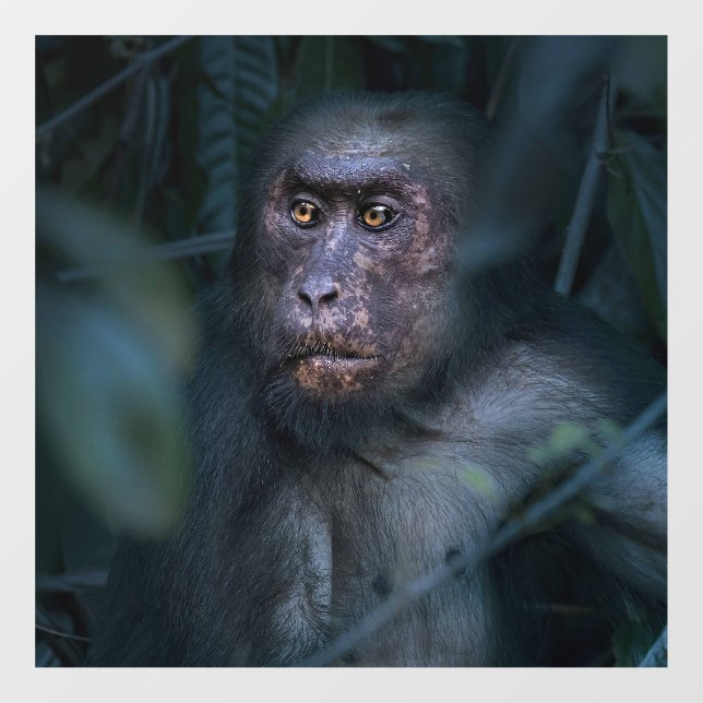 Vinilos Para Cristales Mono en la jungla (Hoja)