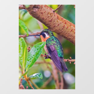Vinilos Para Cristales Pájaro costarricense - Hummingbird
