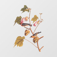 Pájaro de la Warbler de la bahía de Audubon en pla