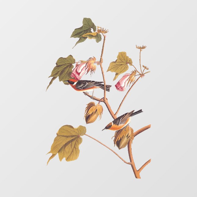 Vinilos Para Cristales Pájaro de la Warbler de la bahía de Audubon en pla (Hoja)