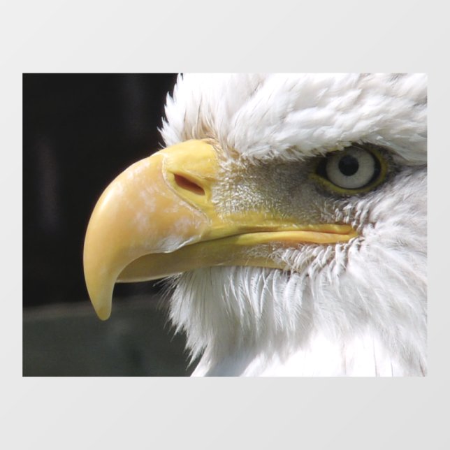 VINILOS PARA CRISTALES PÁJAROS DE EAGLE (Hoja)