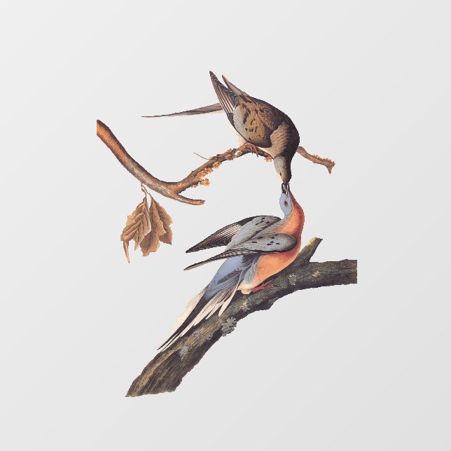 Vinilos Para Cristales Pareja auduónica de cirujanos pasajeros besándose (Hoja)