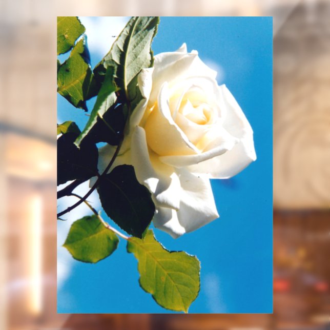 Vinilos Para Cristales Rosa blanca bajo cielo azul (Hoja 2)