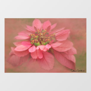 Vinilos Para Cristales Rosa Rubor Poinsettias Digital Art