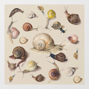 Vinilos Para Cristales Snail Garden Mascota Gastropod Slug Caracoles botá